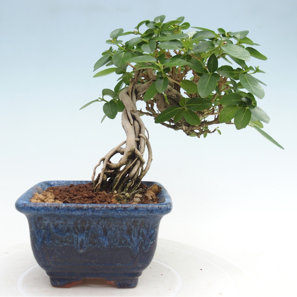 Indoor bonsai - Premna serratifolia - Kozlovna malolista