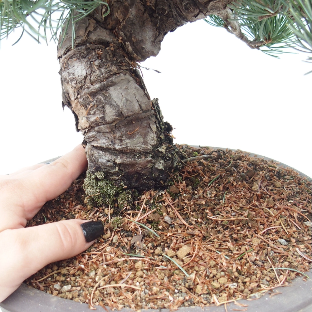 Outdoor bonsai - Pinus parviflora - Small pine tree