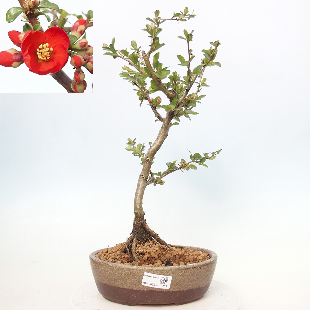 Outdoor bonsai - Chaneomeles sup. Nicoline - Quince