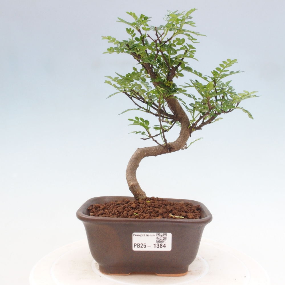 Indoor bonsai - Zantoxylum piperitum - Peppermint
