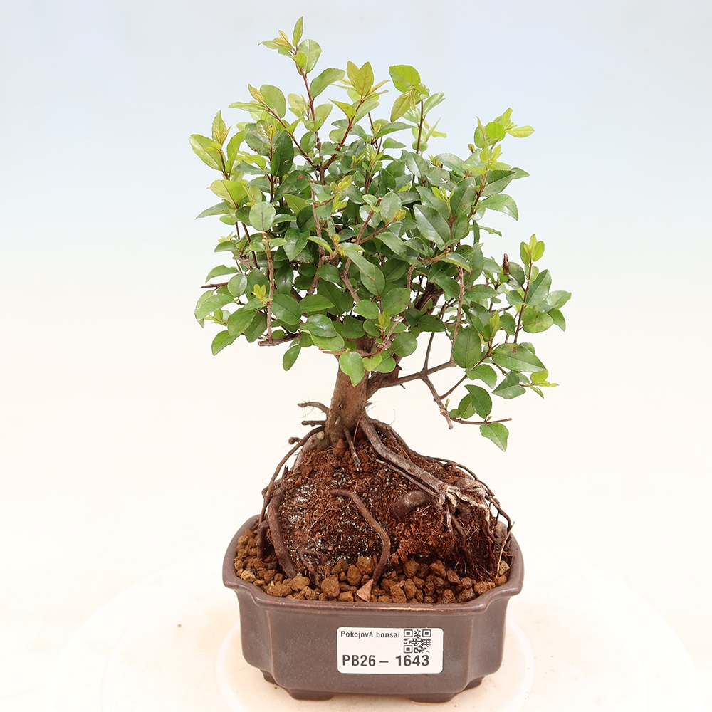 Room bonsai - Sageretia thea - Sageretia thea