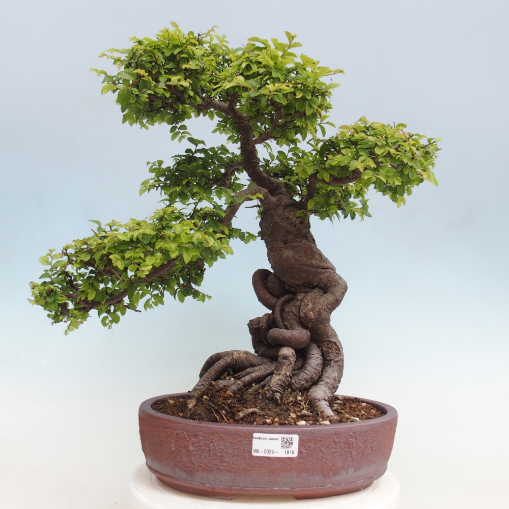 Outdoor bonsai - Ulmus parvifolia Hokkaido - Chinese elm