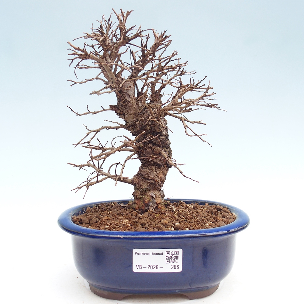 Outdoor bonsai - Zelkova - Zelkova NIRE