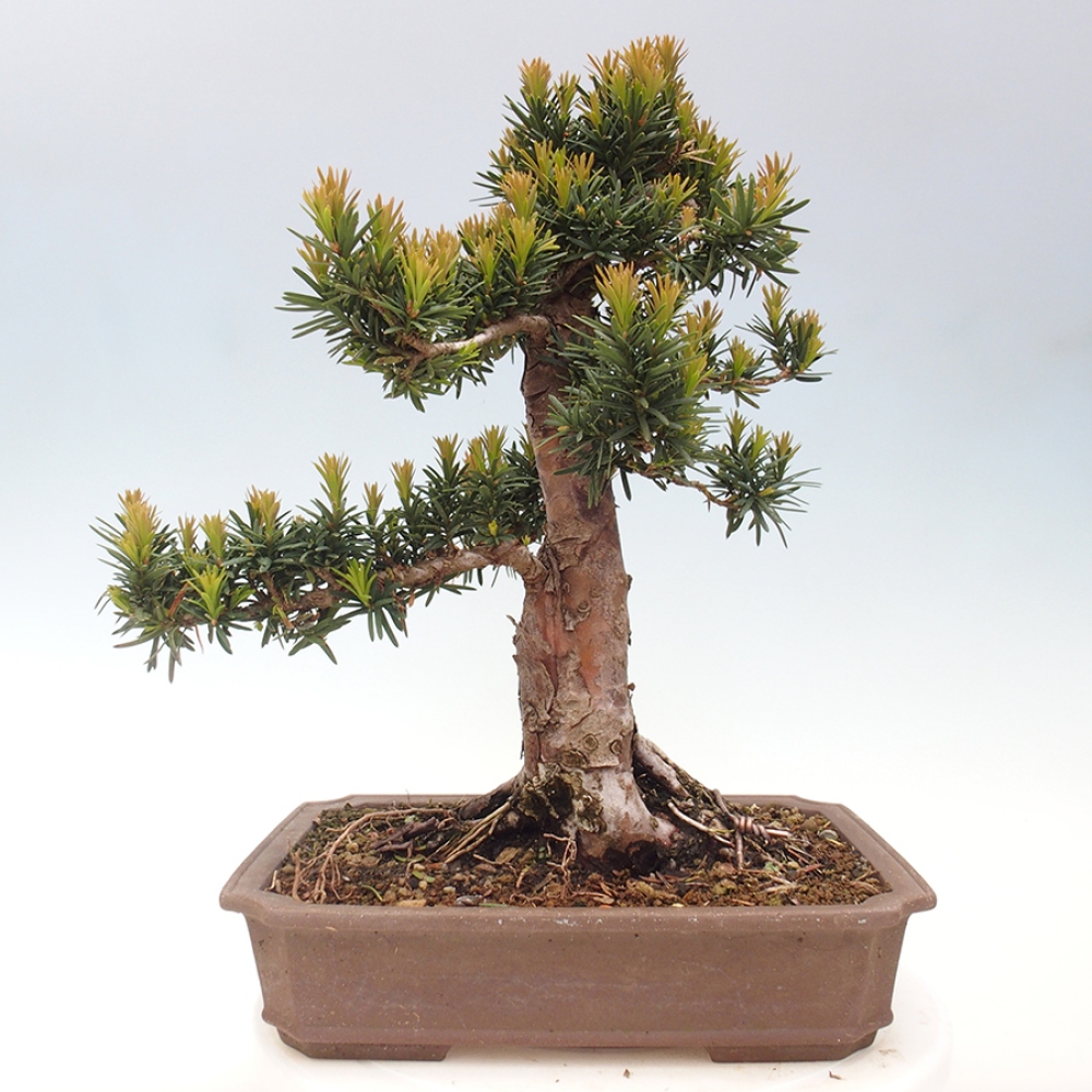 Outdoor bonsai - Taxus cuspidata - Japanese yew