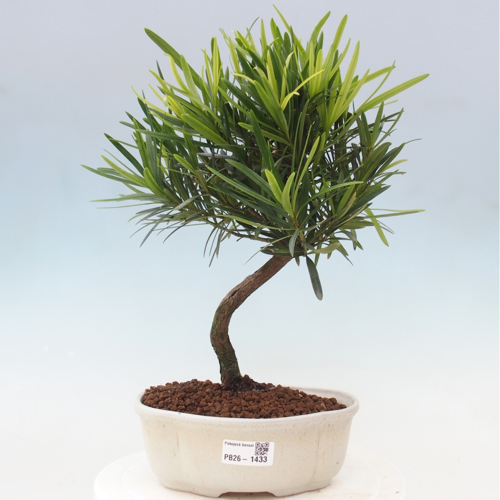 Room bonsai - Podocarpus - Stone Yew