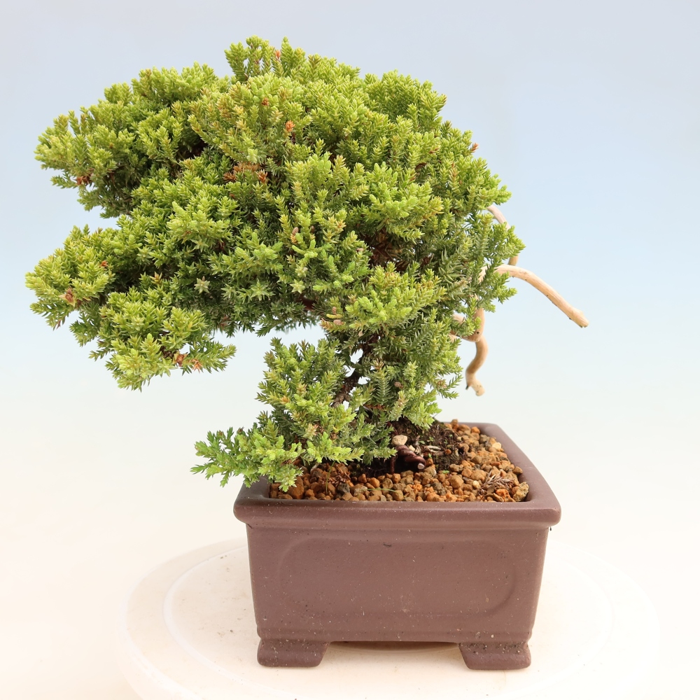 Outdoor Bonsai - Juniperus procumbens - Creeping Juniper