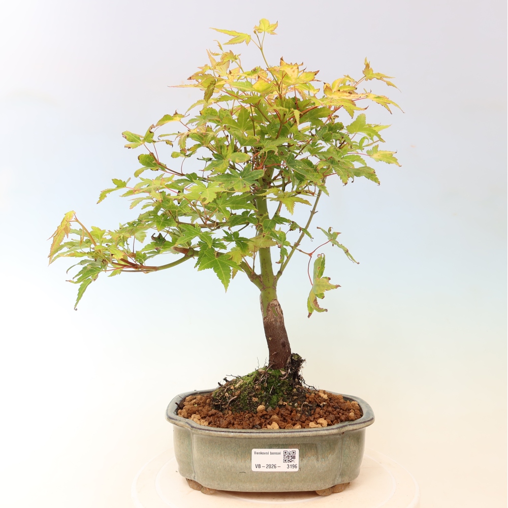 Acer palmatum Aureum - Golden Maple