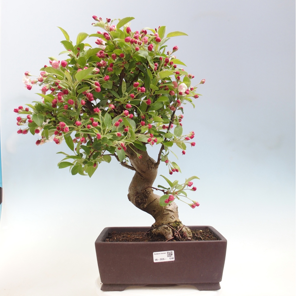 Outdoor bonsai -Malus halliana - Small-fruited apple tree