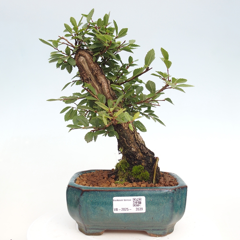 Outdoor bonsai - Zelkova - Zelkova NIRE