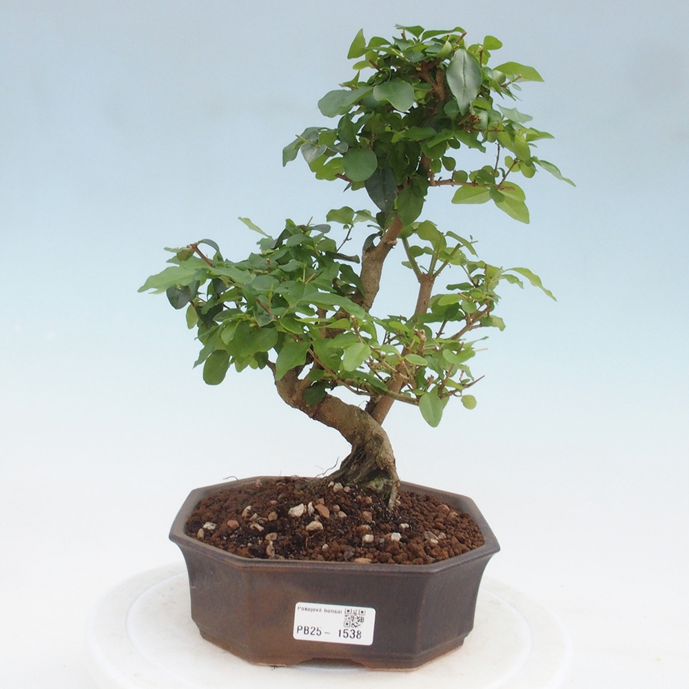 Indoor bonsai -Ligustrum chinensis - Bird's beak