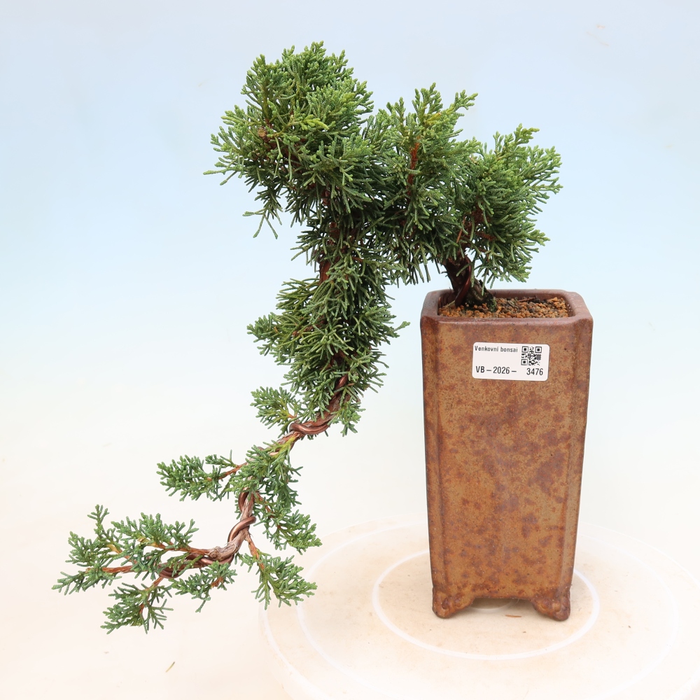 Outdoor bonsai - Juniperus chinensis Kishu