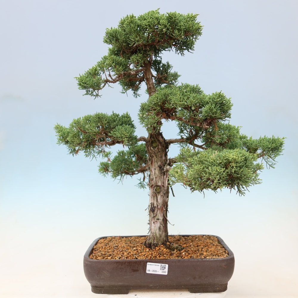 Outdoor bonsai - Juniperus chinensis Kishu