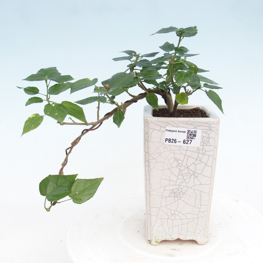 Indoor bonsai - Malvaviscus arboreus