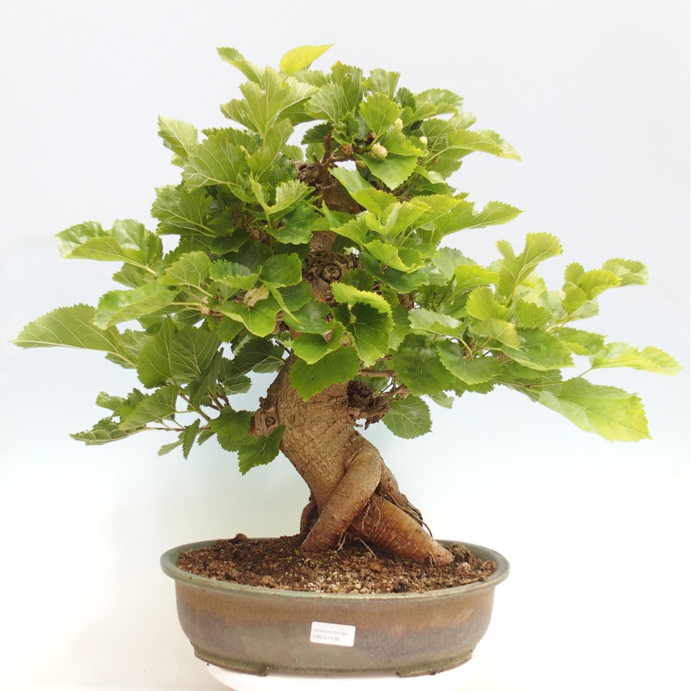 Outdoor bonsai - Morus alba - mulberry