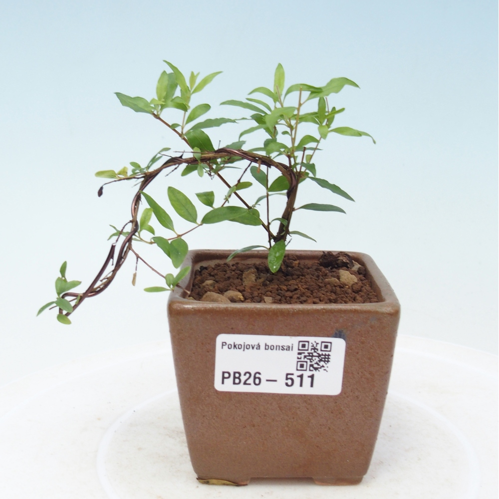 Room bonsai-PUNICA granatum nana-Granate apple
