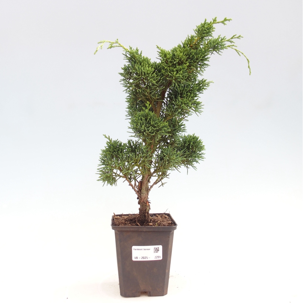 Outdoor bonsai - Juniperus chinensis Kishu - Chinese juniper