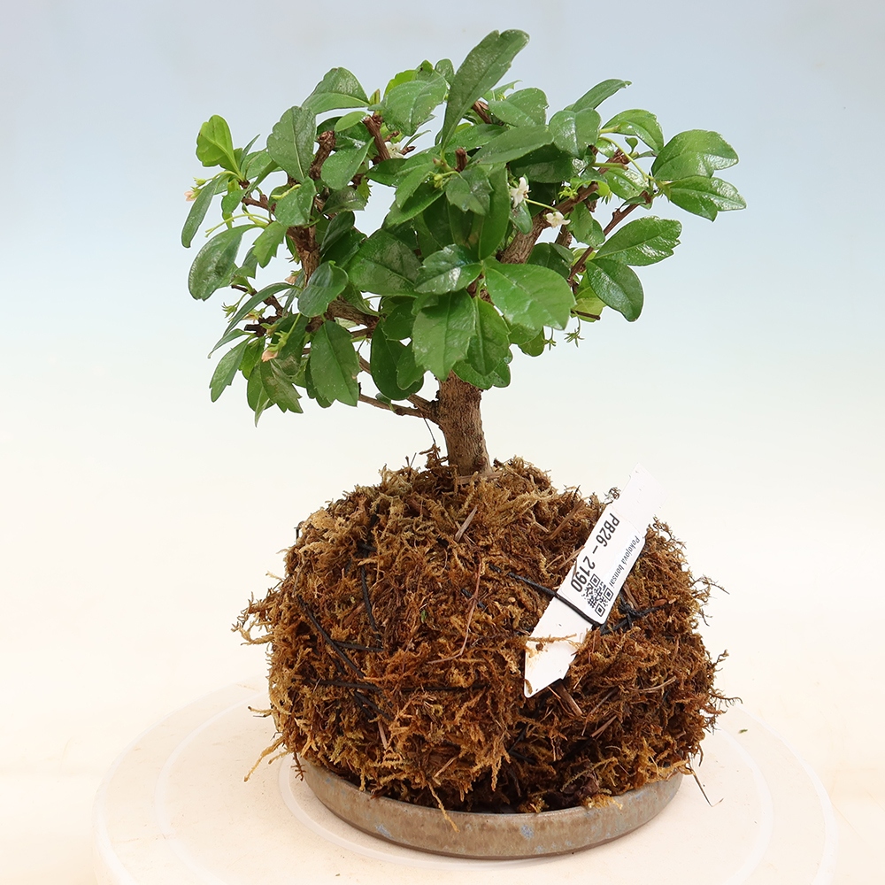 Kokedama with a saucer - Chay-fuki - Carmona macrophylla