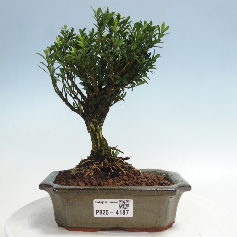 Room bonsai - Buxus harlandii - cork buxus