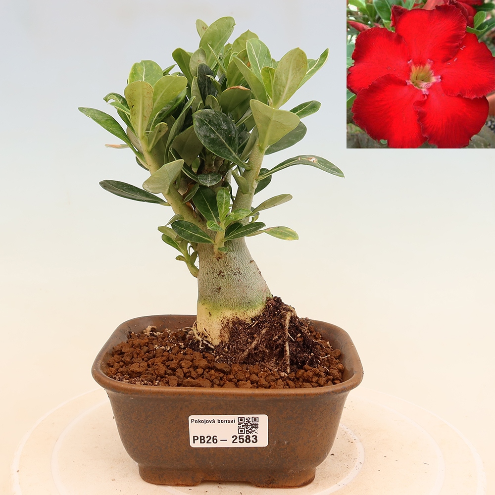 Indoor Bonsai - Adenium obesum Red Star - Desert Rose
