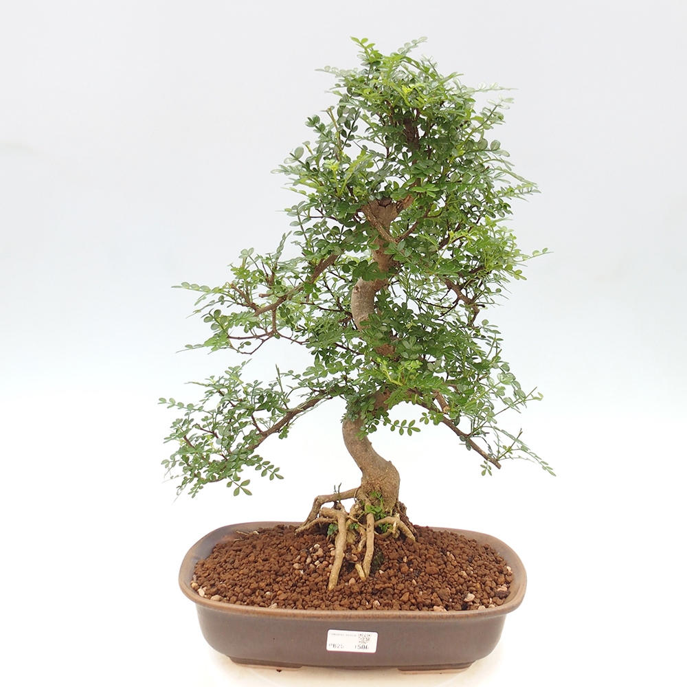 Indoor bonsai - Zantoxylum piperitum - Peppermint