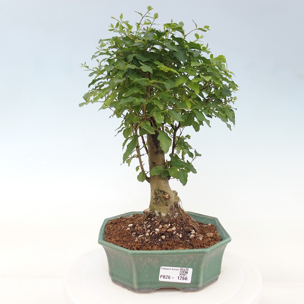 Room bonsai -Ligustrum chinensis - Birds Beak
