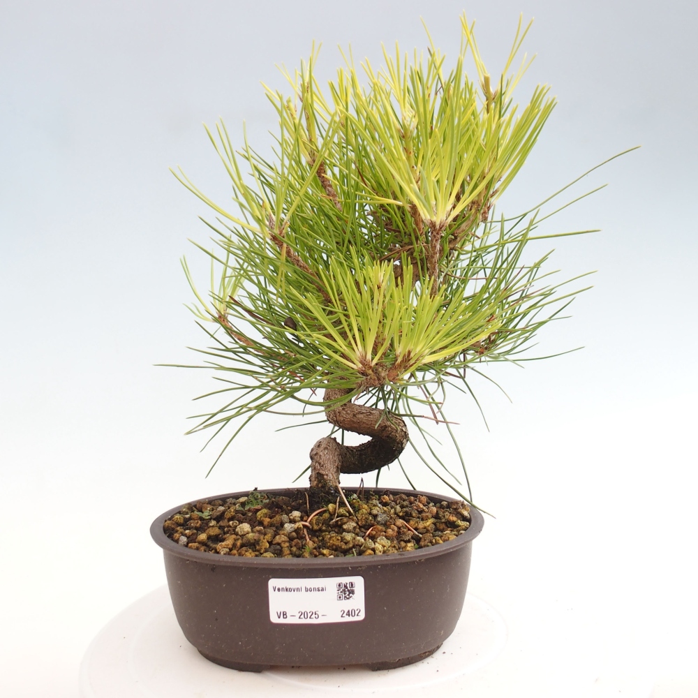 Outdoor bonsai - Pinus thunbergii - Thunbergia pine