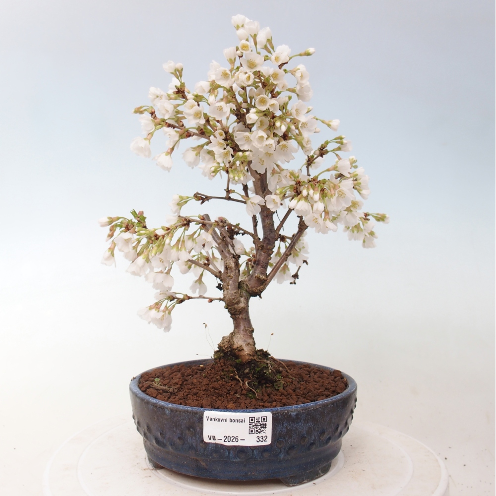 Outdoor bonsai - Prunus incisa Kojou-no mai-Plivon cut out