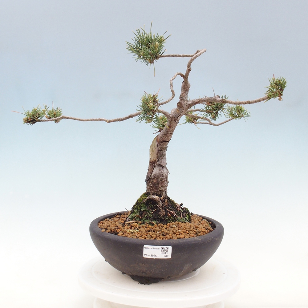 Outdoor bonsai - Pinus Sylvestris - Scots pine