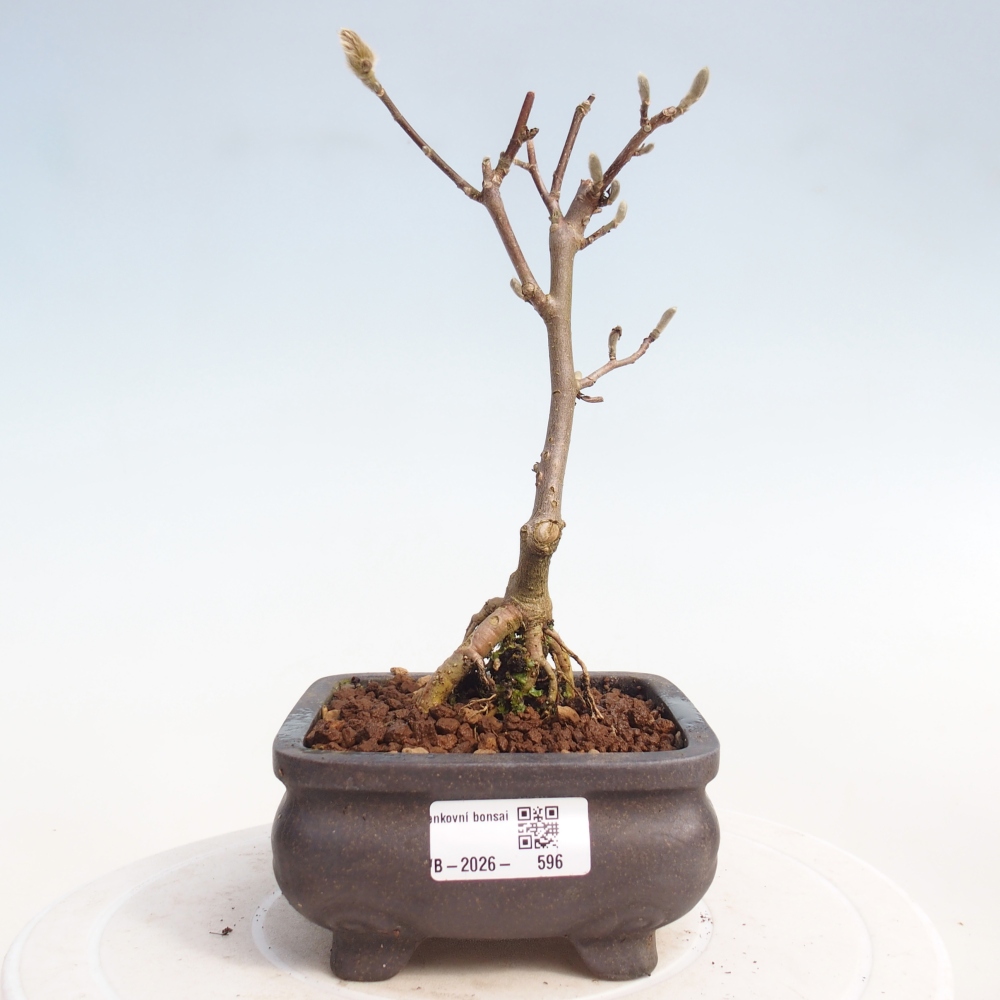 Outdoor bonsai - Magnolia stellata