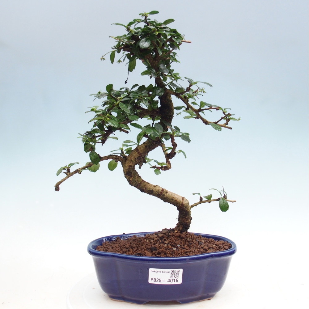 Room bonsai - Carmona macrophylla - Tea fuki