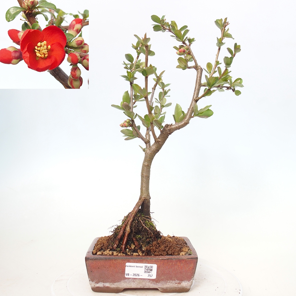 Outdoor bonsai - Chaneomeles sup. Nicoline - Quince