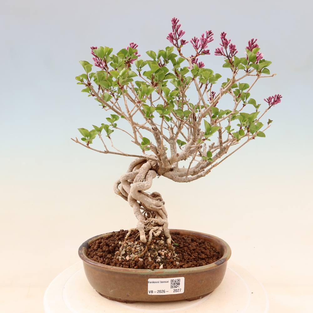 Outdoor bonsai - Syringa microphylla - small-flowered lilac