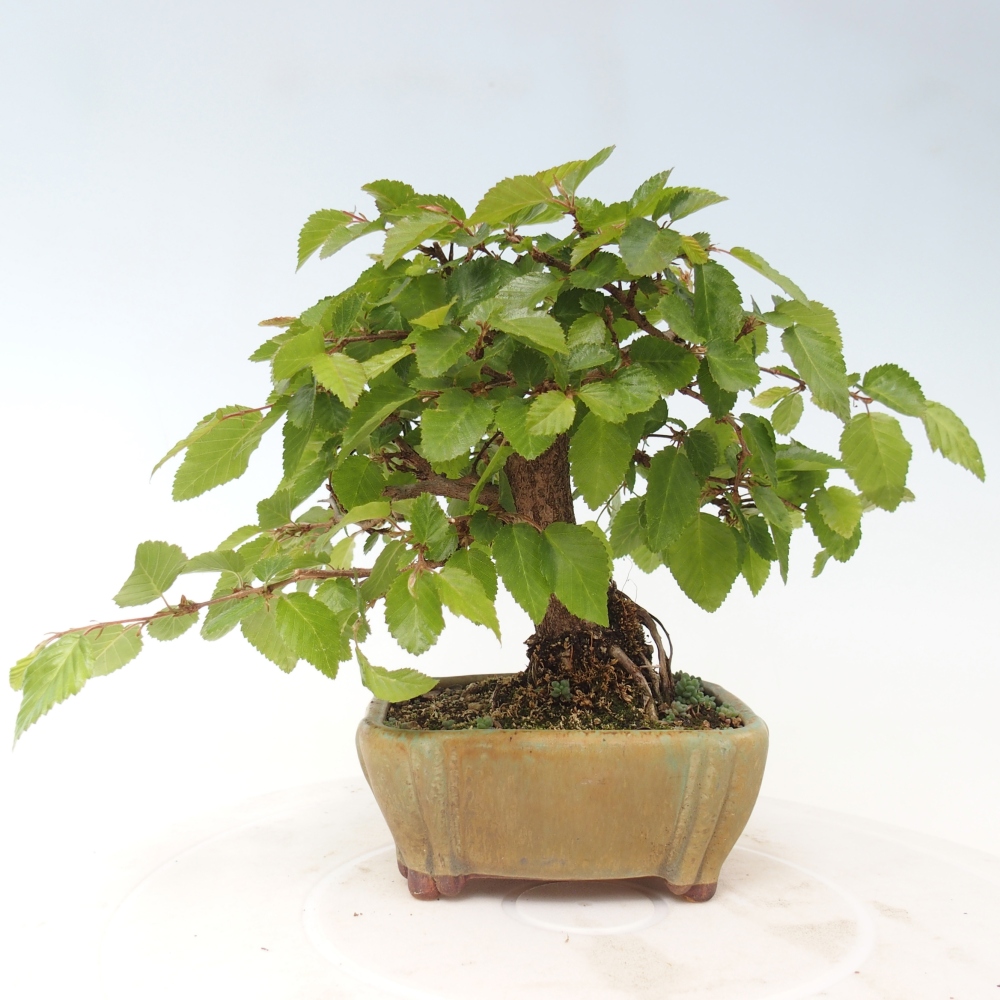 Outdoor bonsai -Carpinus CARPINOIDES - Korean Hornbeam