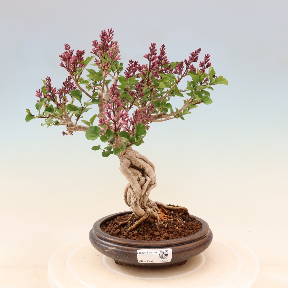 Outdoor bonsai - Syringa microphylla - small-flowered lilac