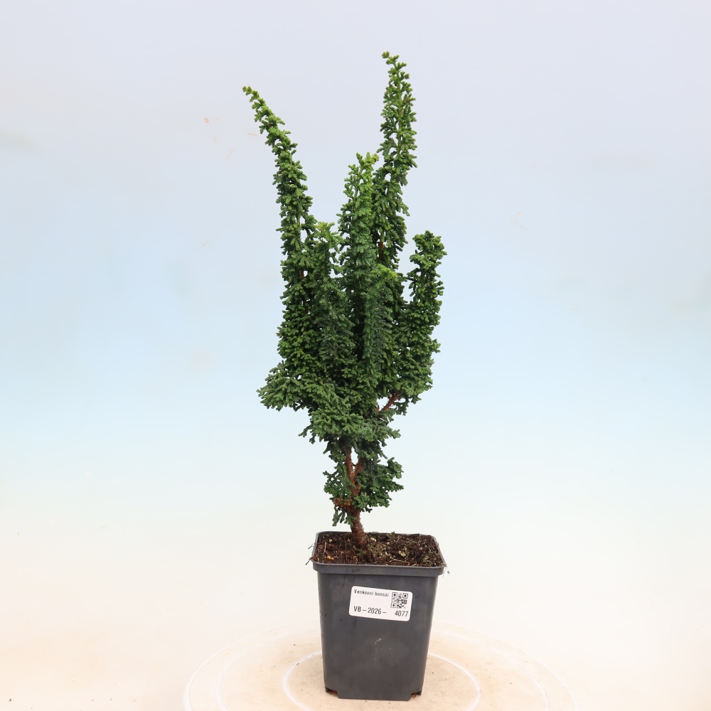 Outdoor bonsai - Cham. obtusa SEKKA HINOKI - Cypress