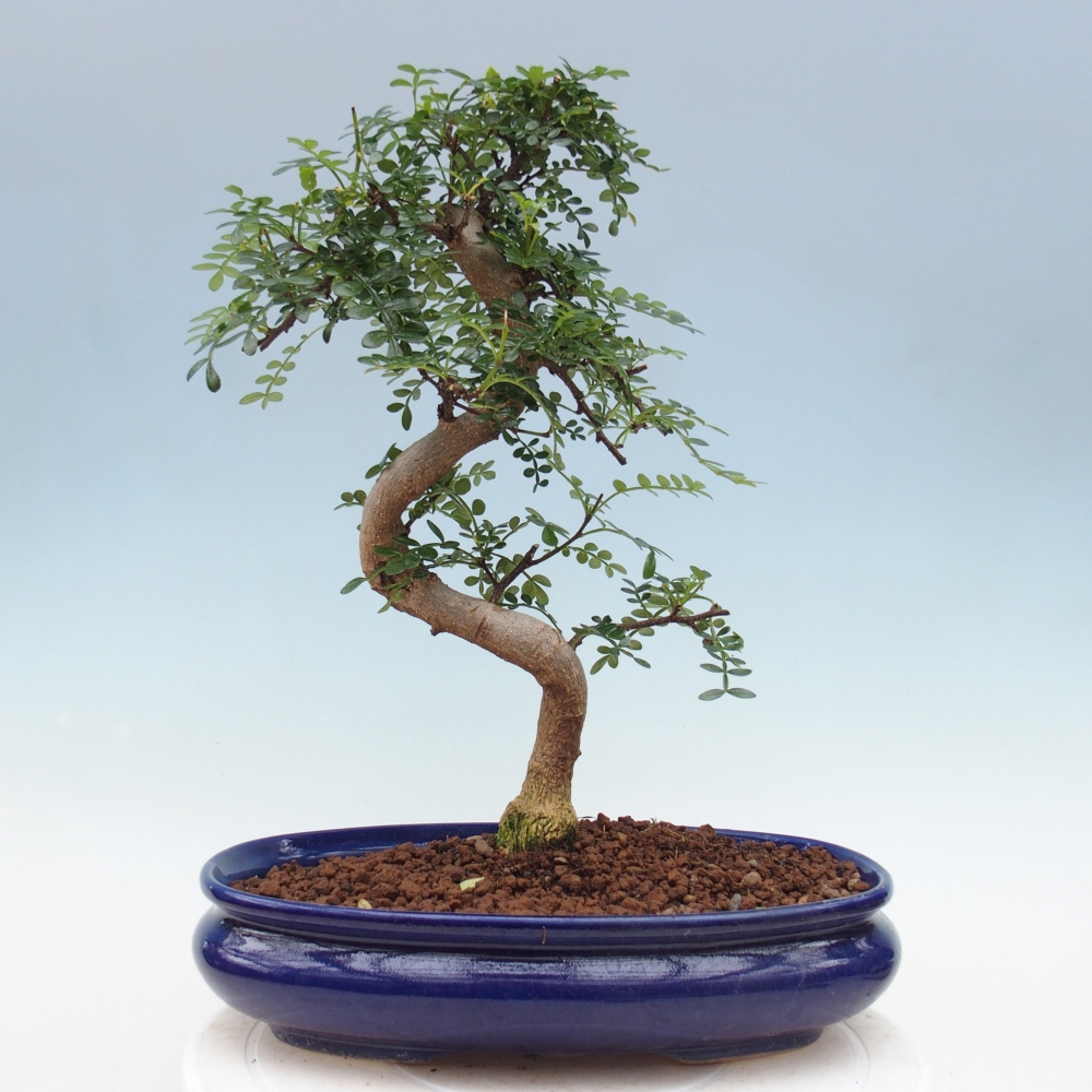 Room bonsai - Zantoxylum piperitum - pepper tree