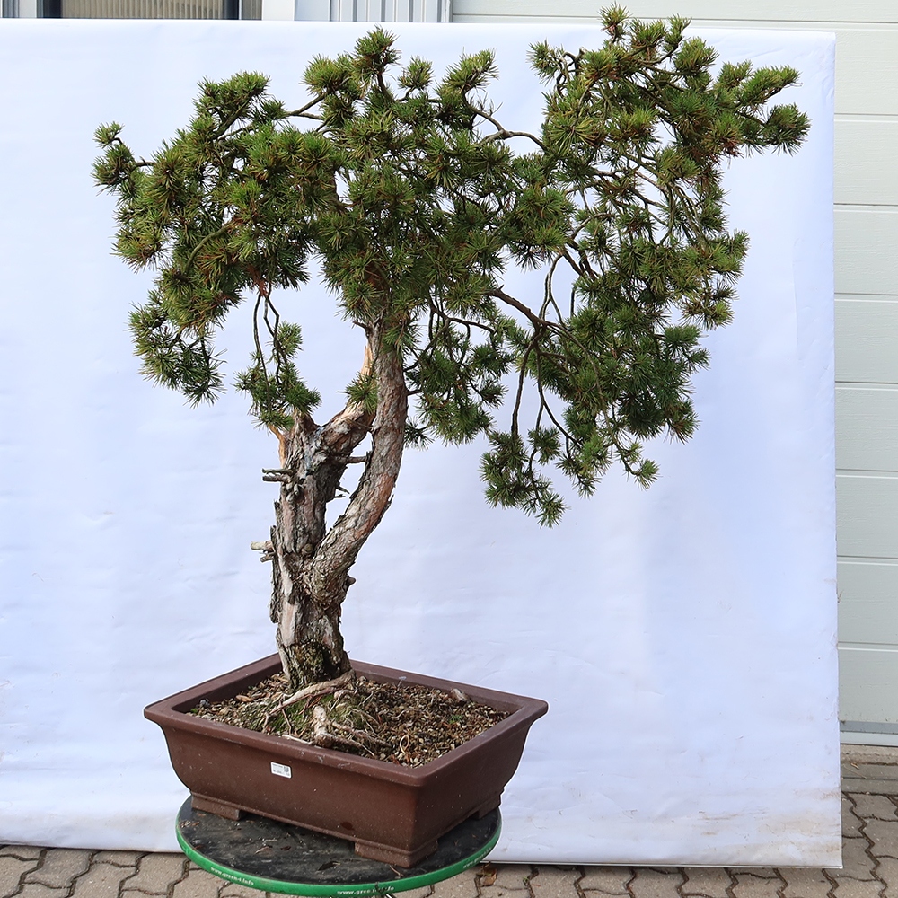 Pinus sylvestris Spain - Scots pine