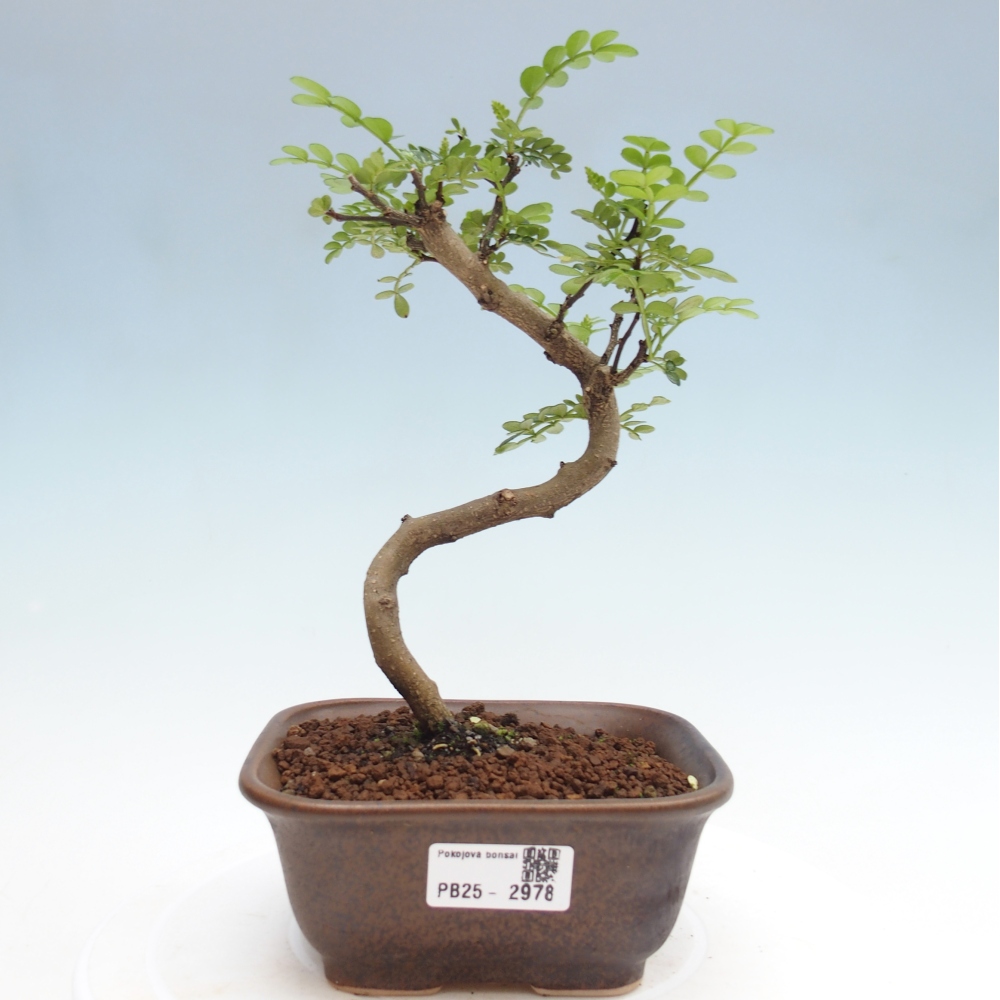 Indoor bonsai - Zantoxylum piperitum - Peppermint