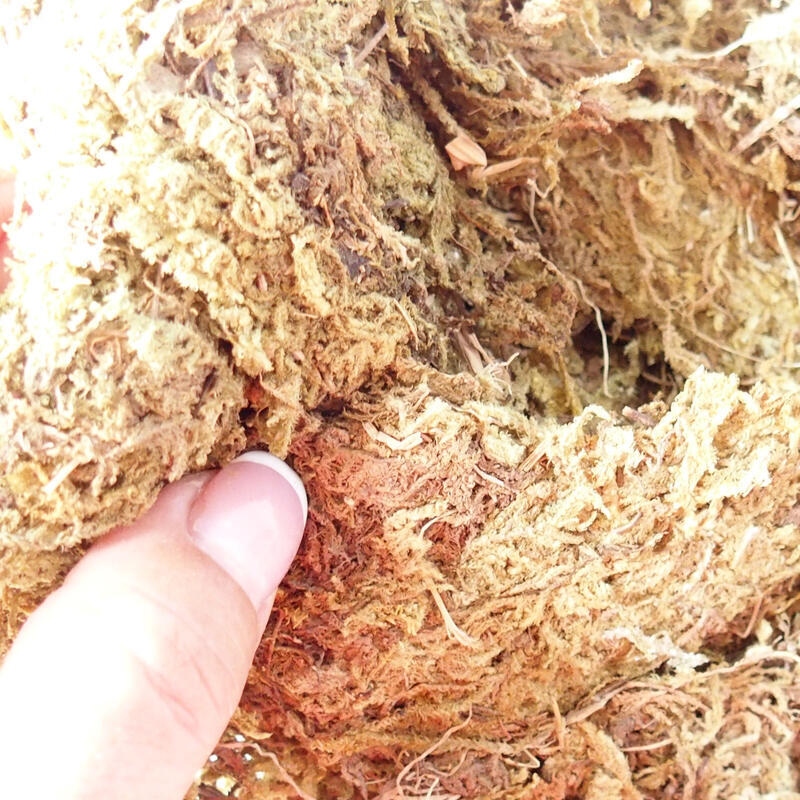 Bryophyta - moss 5 kg