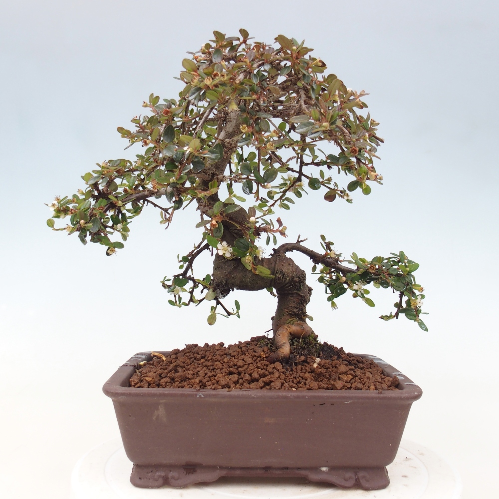 Outdoor bonsai-Cotoneaster dammeri - Damer's Rock