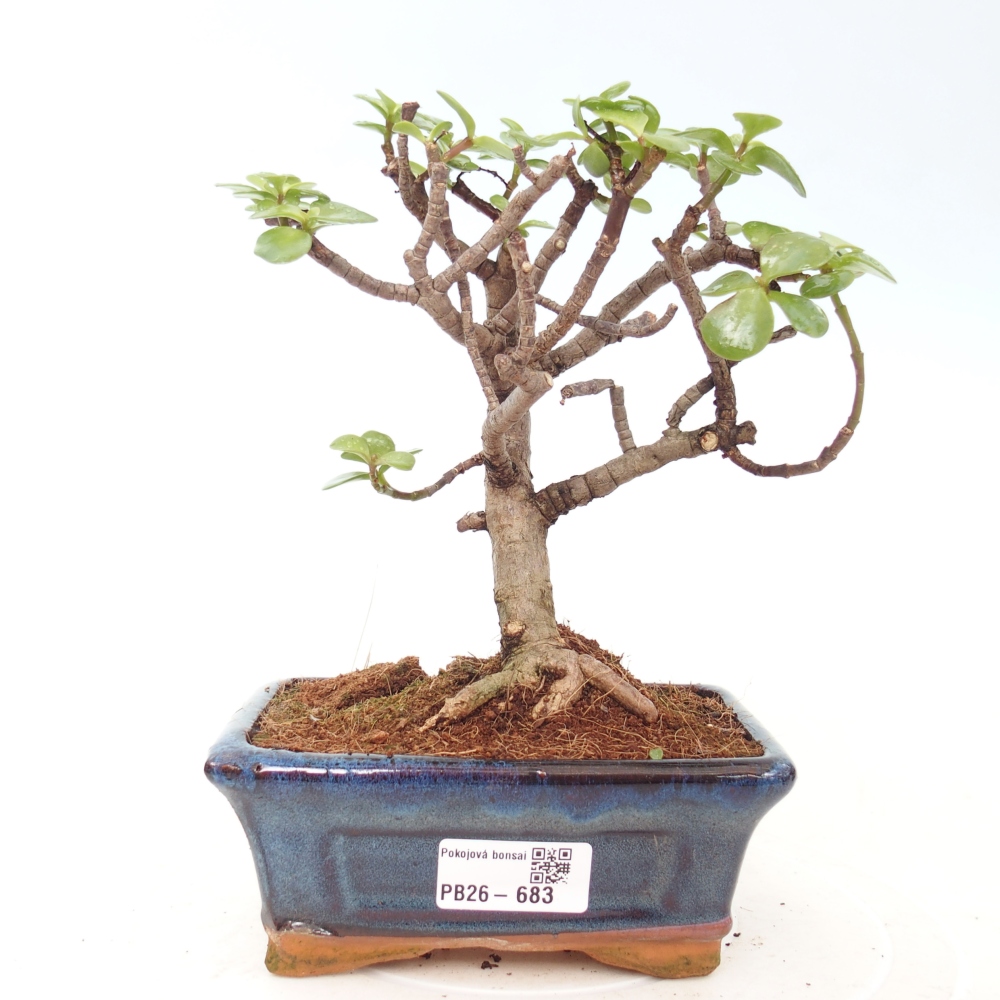 Room bonsai - Portulakaria Afra - Tlustice