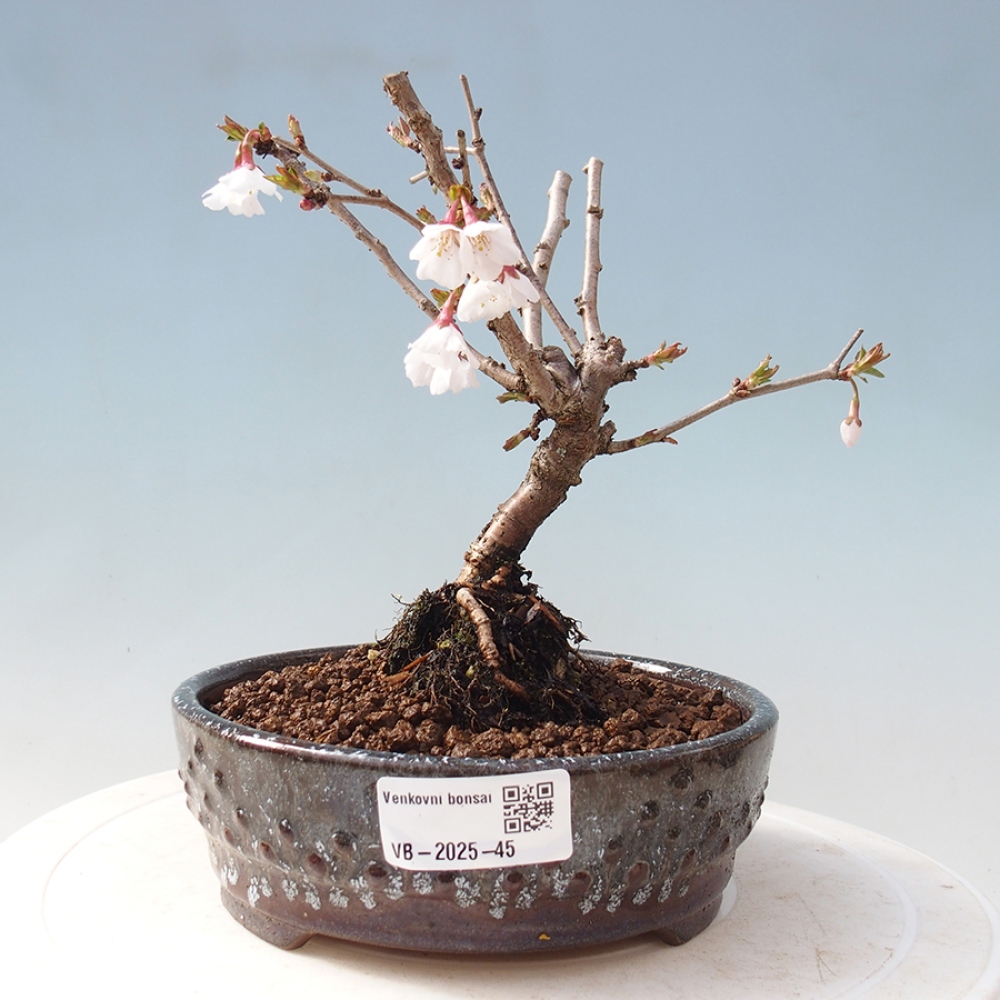 Outdoor bonsai - Prunus incisa Kojou-no mai-Plum cut