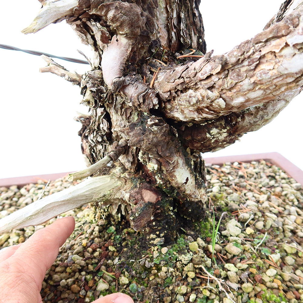 Pinus sylvestris Spain - Scots pine