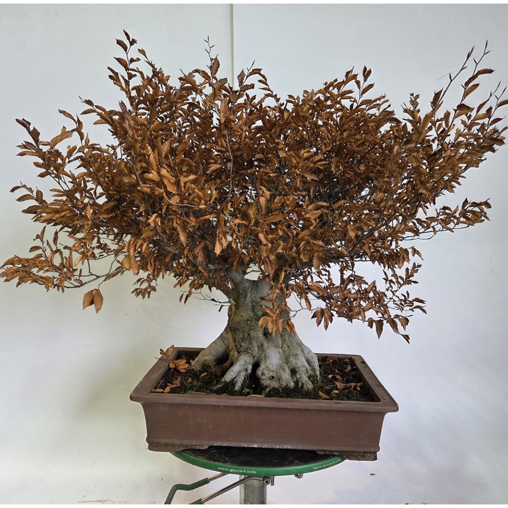 Outdoor bonsai -Fagus crenata