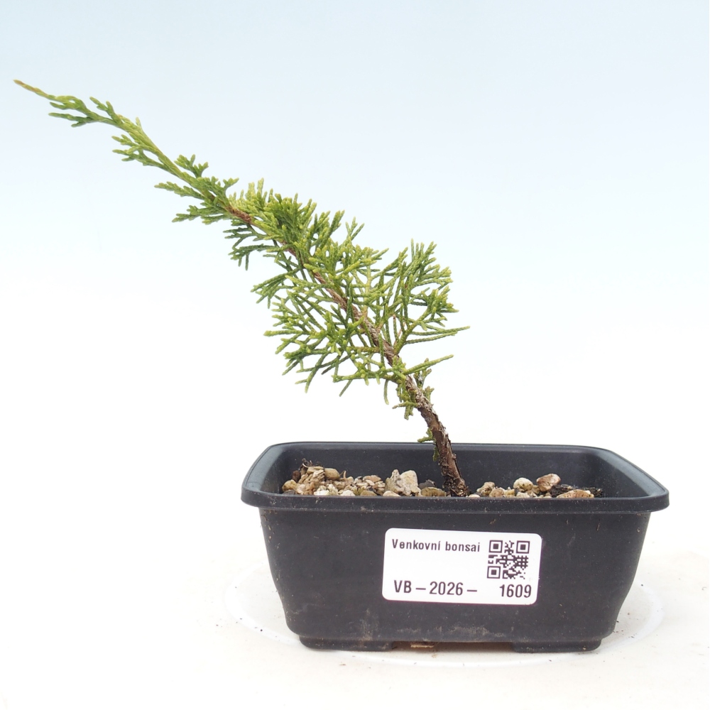 Outdoor bonsai - Juniperus chinensis Itoigawa