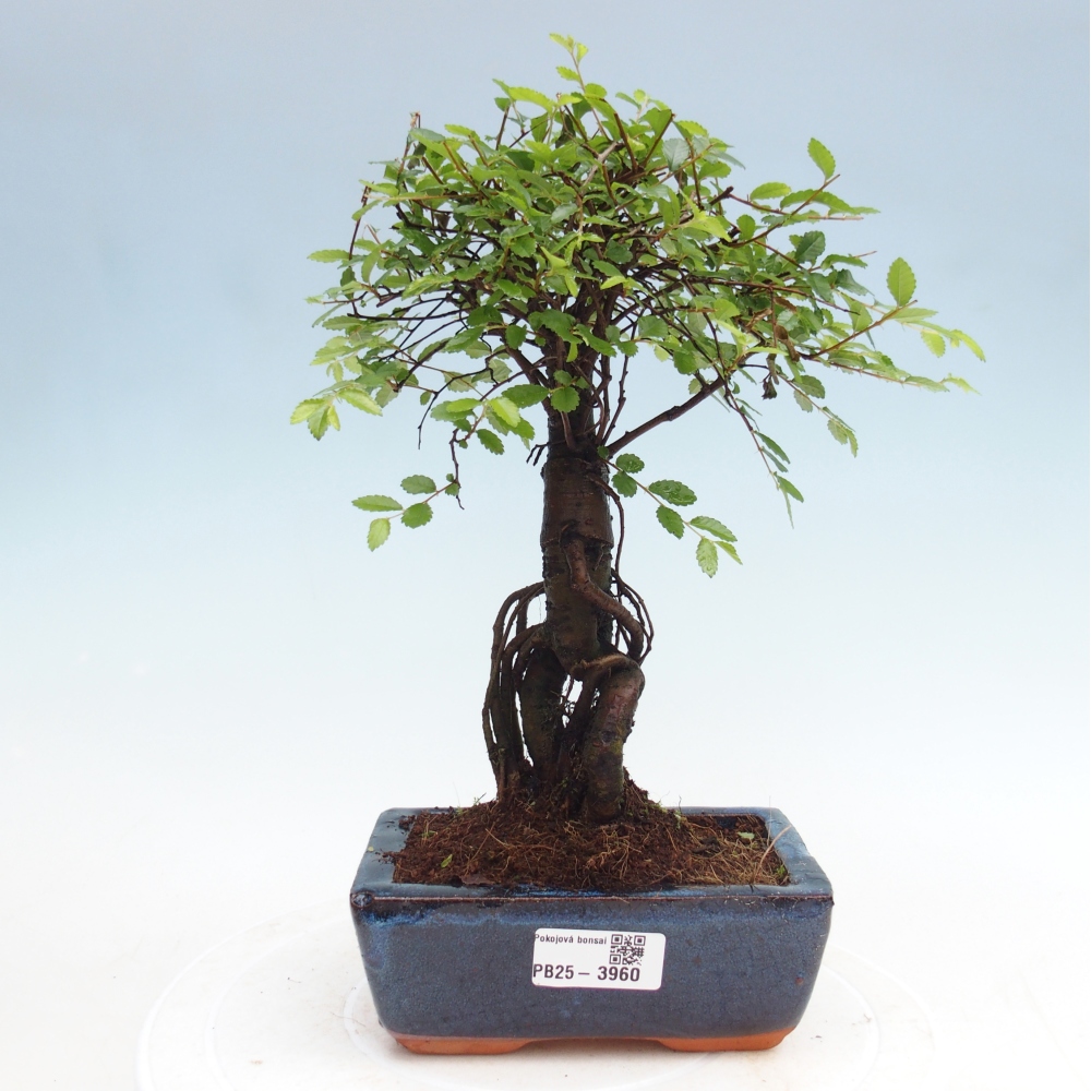 Room bonsai - Ulmus parvifolia - Small-leaved elm