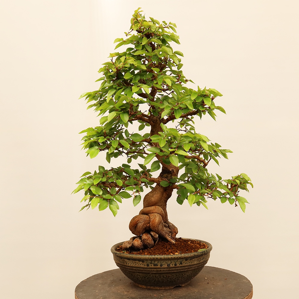 Outdoor bonsai - Carpinus Coreana - Korean hornbeam