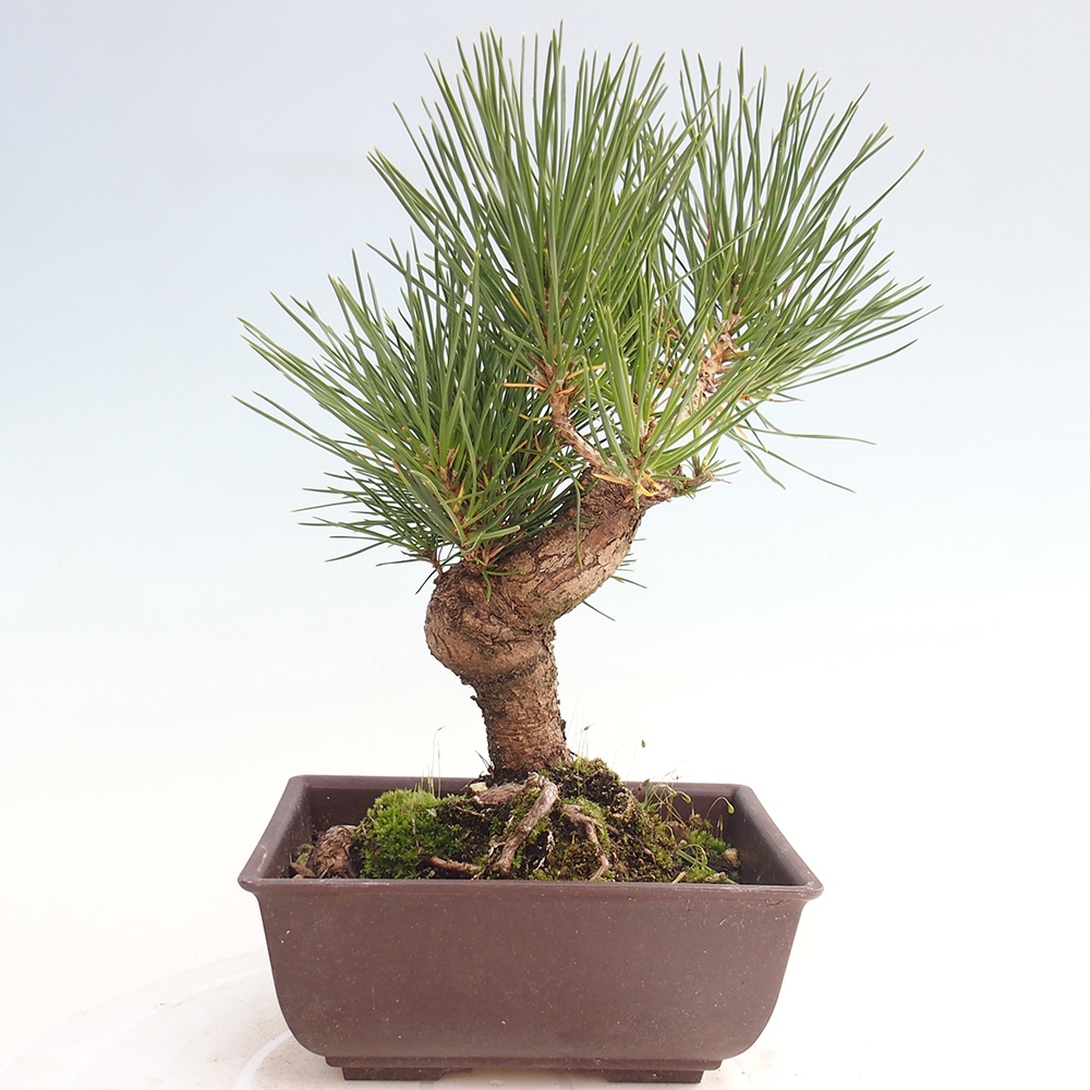 Outdoor bonsai - Pinus thunbergii - Thunberg pine