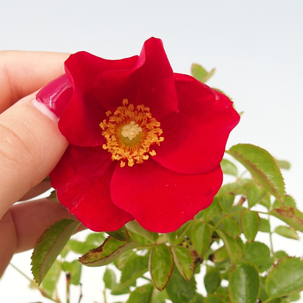 Outdoor bonsai - Rosa Kordes -  rose