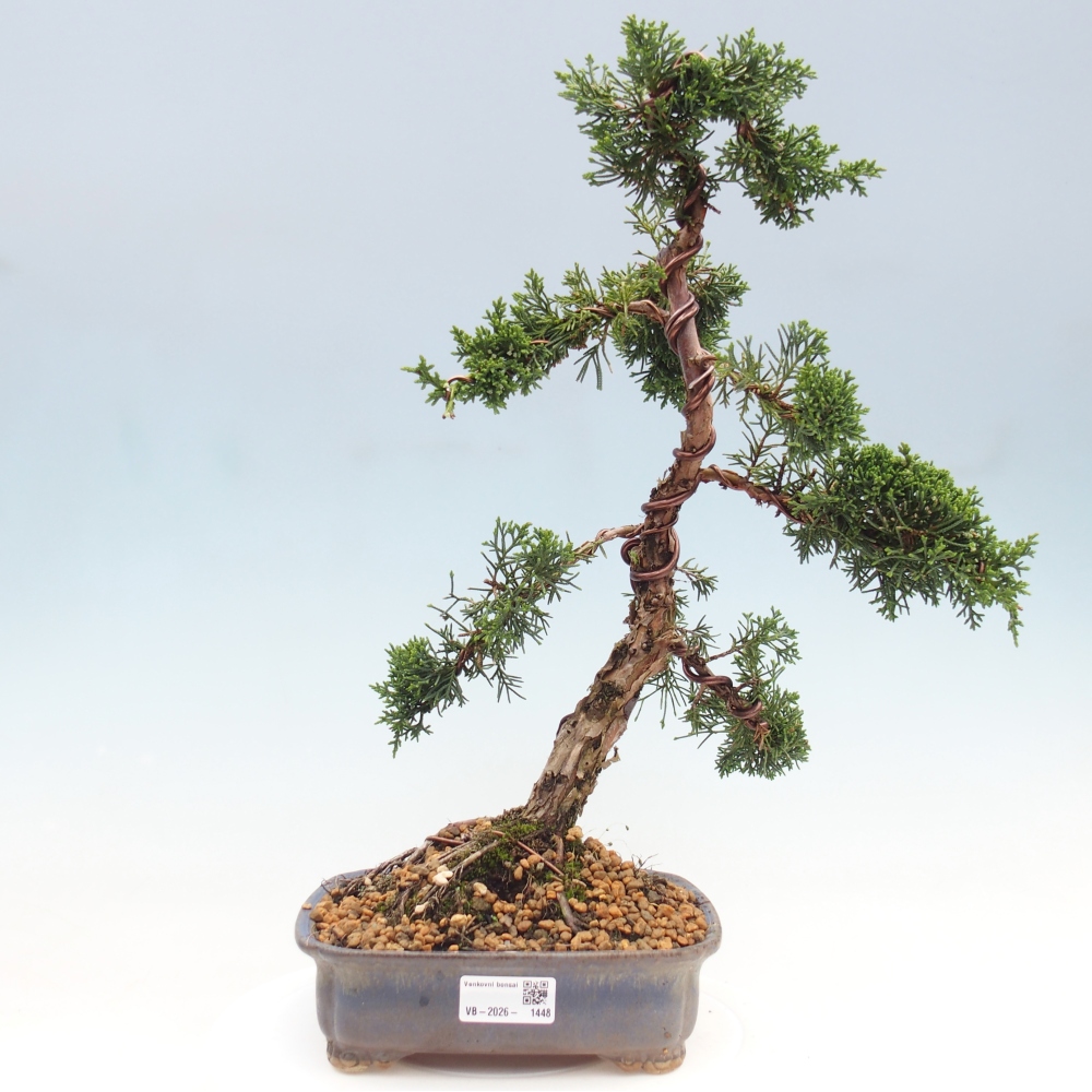 Outdoor bonsai - Juniperus chinensis Kishu